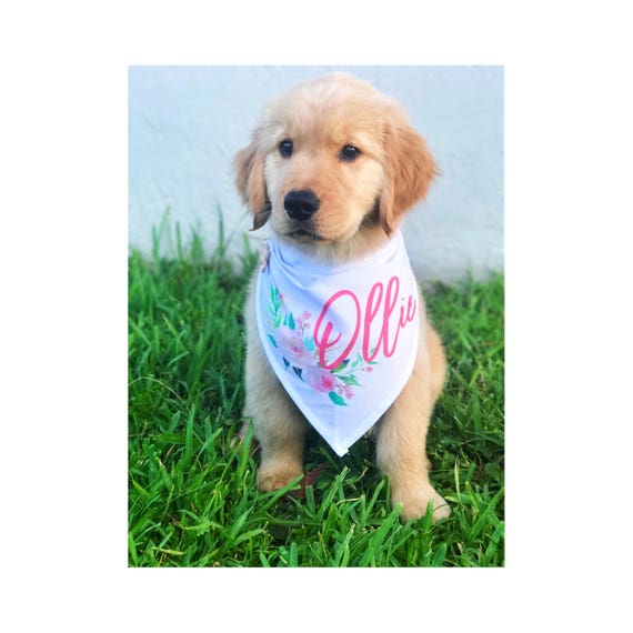 personalized dog bandana collar