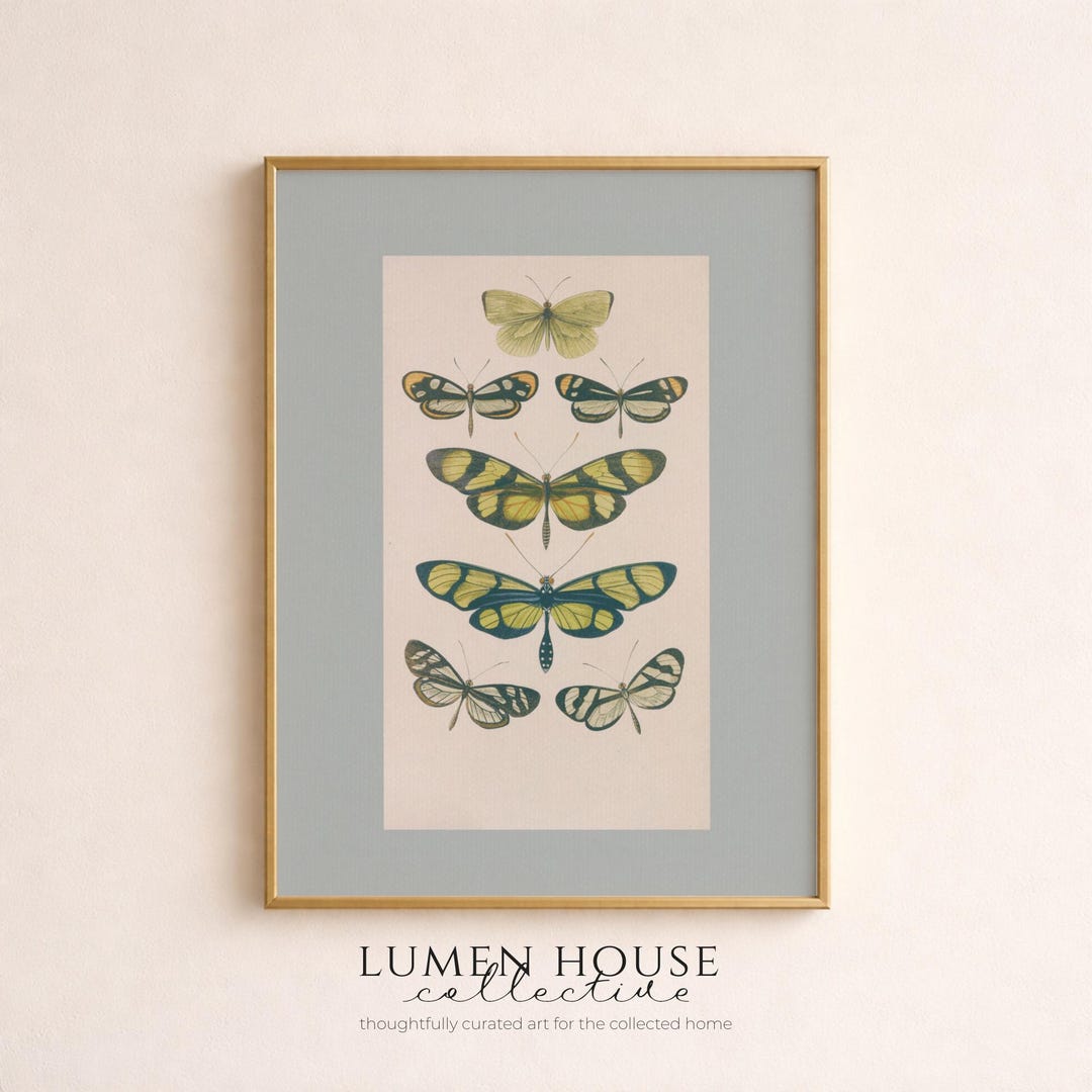 Vintage Butterfly Study Print | Antique Entomology Wall Art | Natural ...