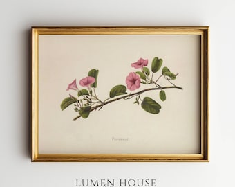 Estampado botánico vintage / Arte mural de flores rosas / Ilustración de campanilla / Arte floral antiguo / Decoración cottagecore / Botánica clásica