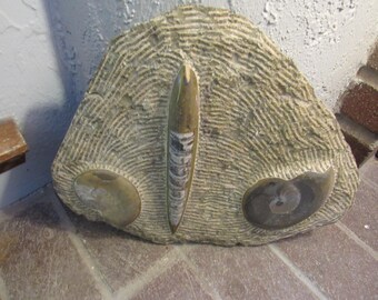 Ancient Ammonite and Cephalopod Slab