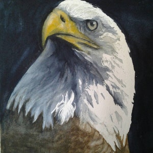 American Bald Eagle