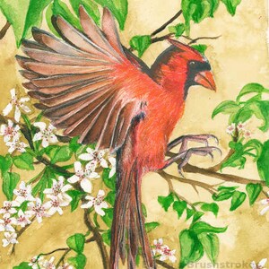 May include: A red cardinal with its wings spread wide, perched on a branch of a tree with white blossoms. The bird is in focus, while the background is blurred.