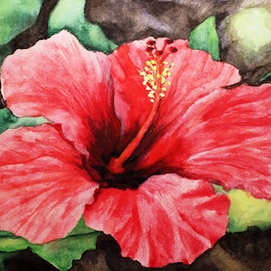 May include: A watercolor painting of a red hibiscus flower with a yellow center. The flower is in bloom and has a delicate, layered appearance. The painting is set against a dark background with green leaves.
