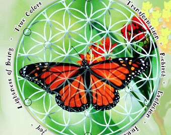 Motyl