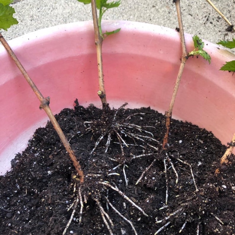 Fig Tree Cuttings Fast Growing, High Yield, Large Figs 6 Cutting