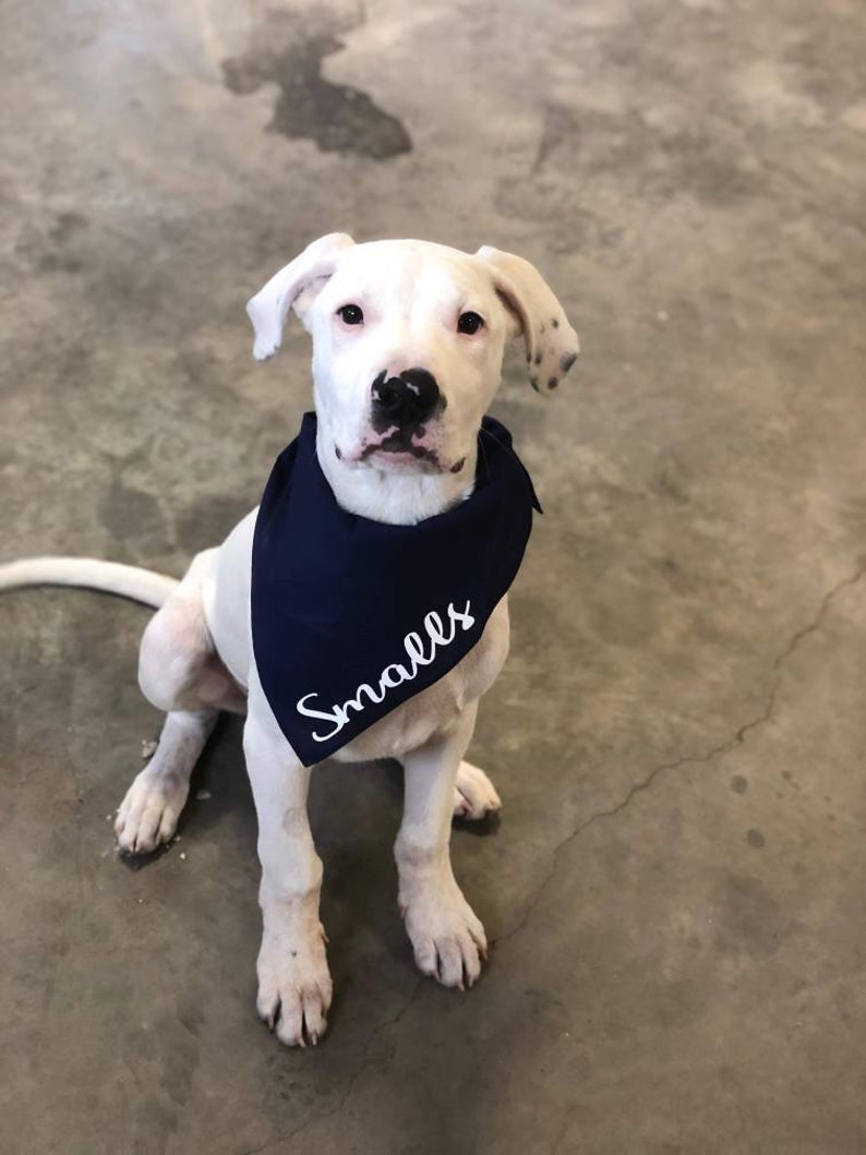 Personalized Pet Bandanas Personalized Dog Bandana Custom Etsy