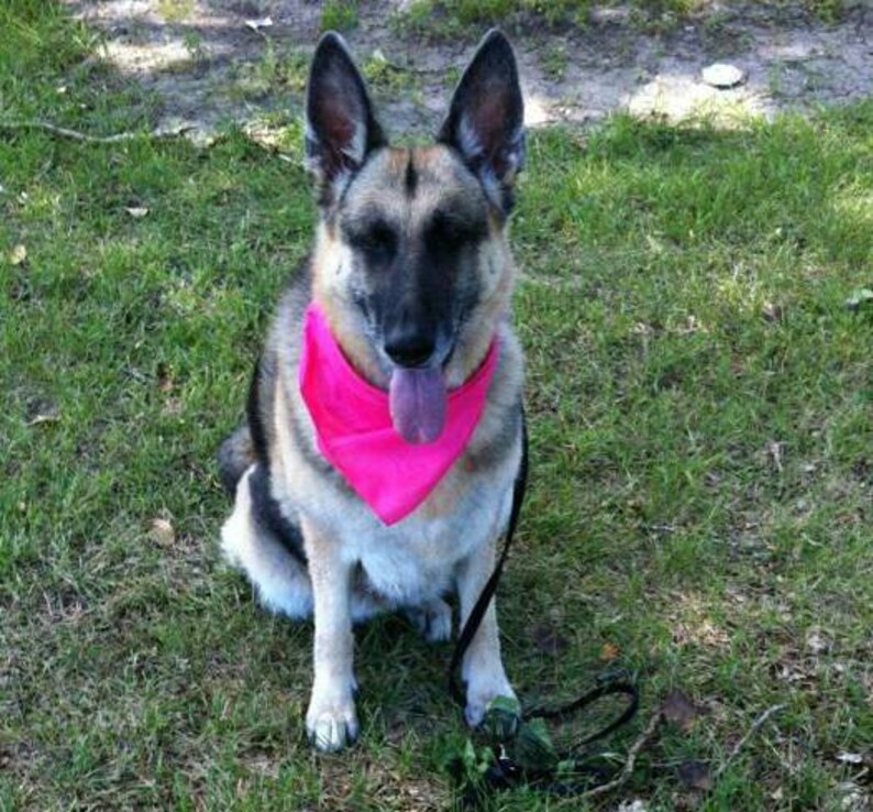 Personalized Pet Bandanas Personalized Dog Bandana Custom Etsy