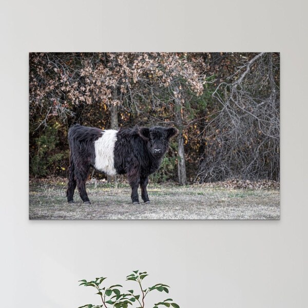 Belted Galloway Cow Canvas Art - Oreo Cow Nursery Decor - Large Cow Photo Print - Country Farmhouse Wall Decor - Western Scottish Cow Art