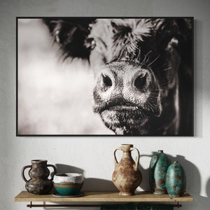 Black and White Angus Cow Canvas Wall Art -  Large Cattle Print -  Western Cattle Photography - Funny Cow Print Wall Art - Black Angus Photo