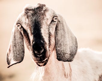 goat sounds like it has a stuffed nose goat sounds like it has a stuffed nose