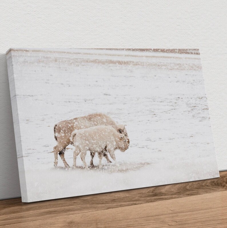 White Bison Wall Art - Spirit Buffalo Canvas Print - Native American ...