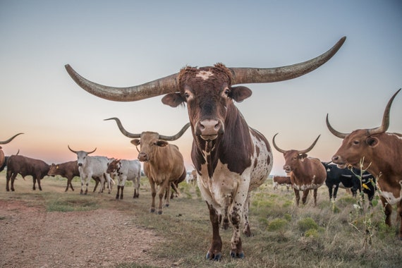 Longhorn Canvas Or Photo Print Western Home Decor Cow Wall Etsy