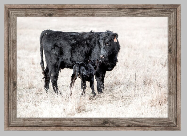 Black Angus Cow Canvas Wall Art Western Decor Angus Canvas Etsy