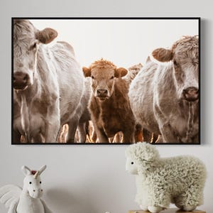 Charolais Cow Print for Western Nursery - Wrapped Canvas Wall Art for Cowboy Baby Room - Large Rustic Cattle Photography Home Decor