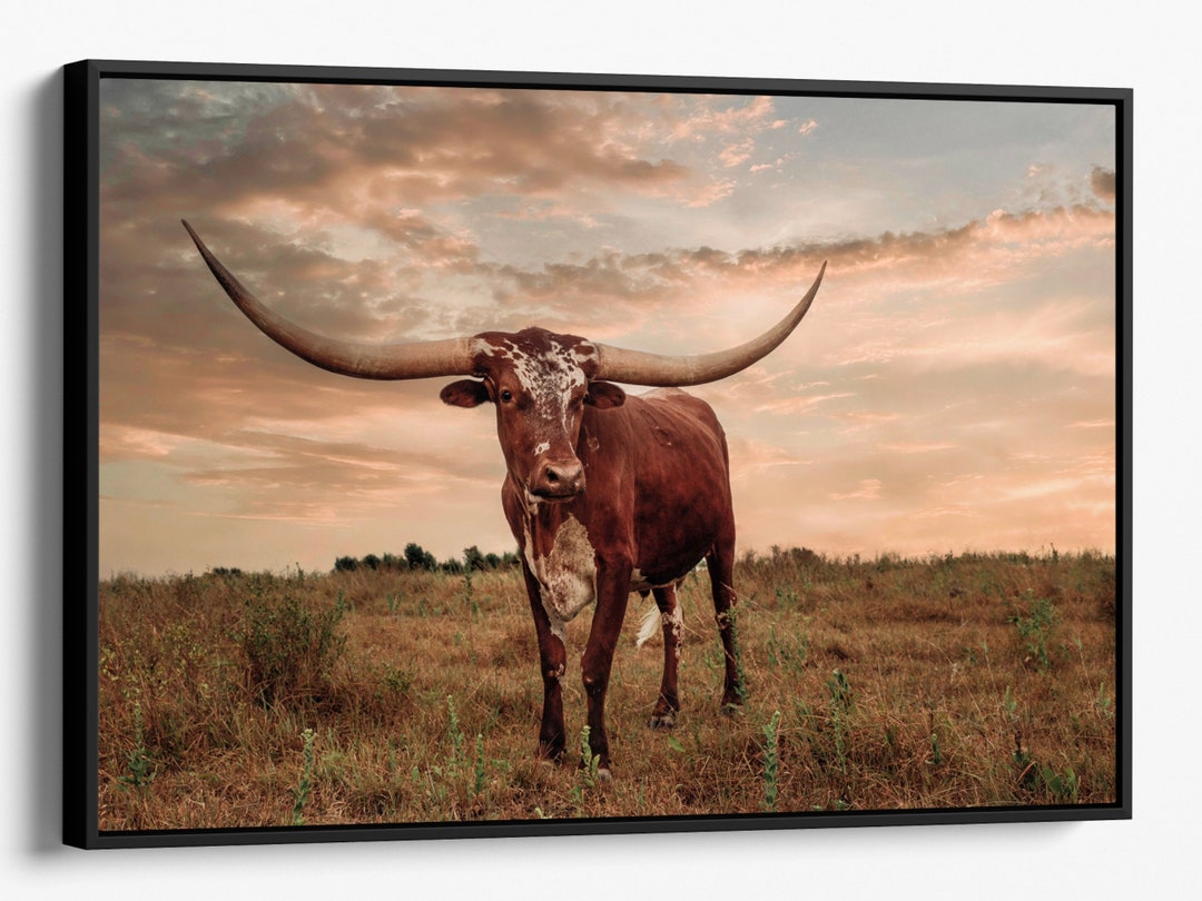 Texas Longhorn Wall Art Western Decor Cattle Photography Etsy