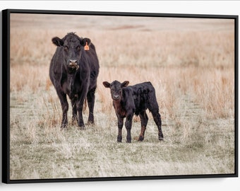 Angus cow photography, western decor cow wall decor canvas print or photo print, black Angus cow and calf, ranch wall art, large cow print