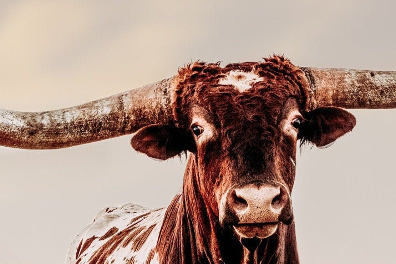Texas Longhorn bull canvas or photo print. Western home decor Etsy