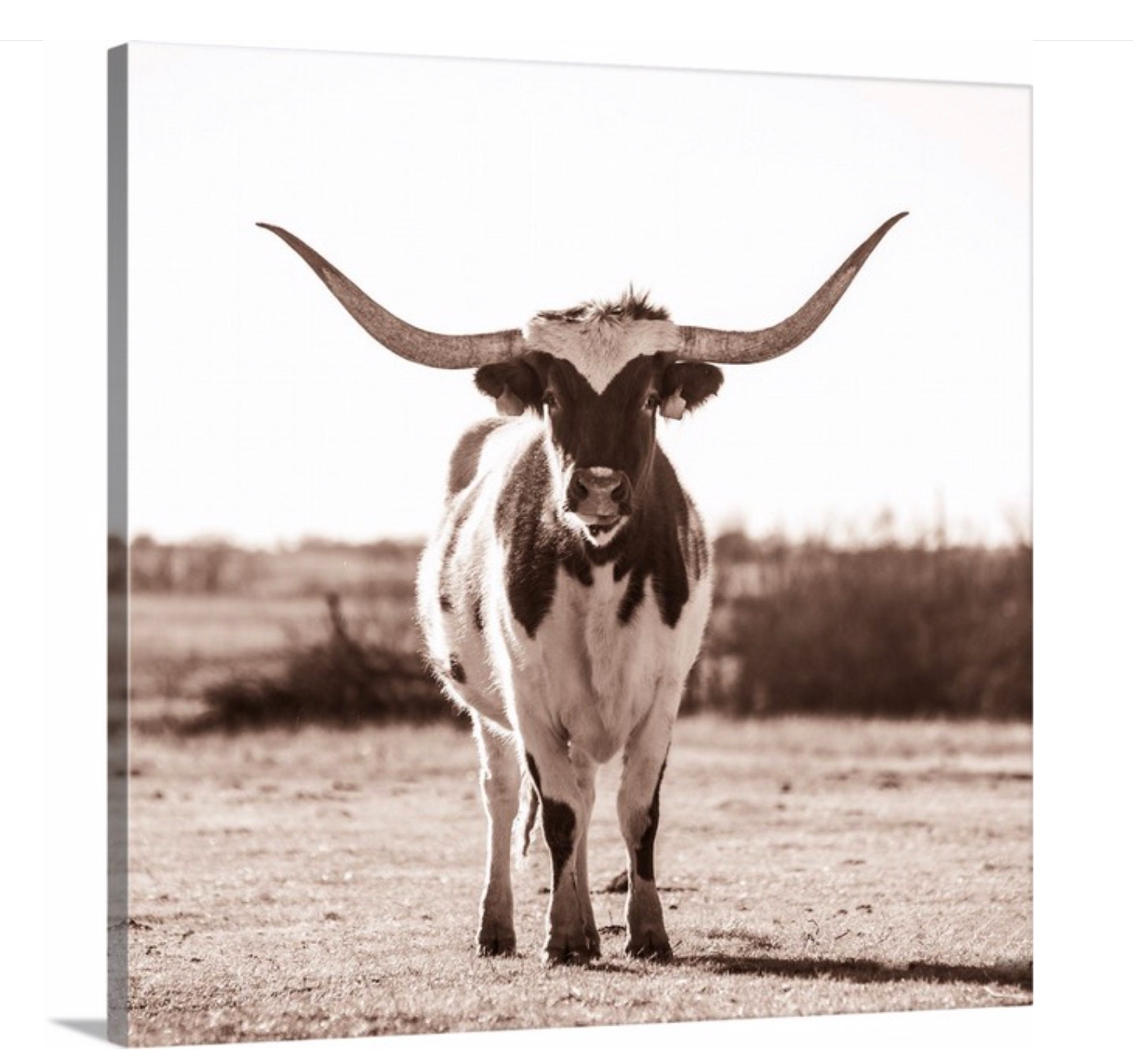 Texas Longhorn Bull Standing Pasture Close Up Photo Decor Art Print Poster 36x24