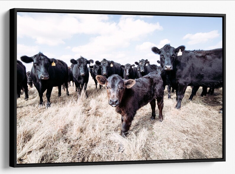 Black Angus Cattle Wall Art Cow Canvas Print Western Decor Etsy