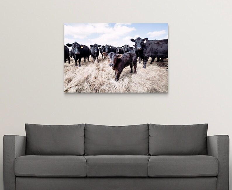Cow wall art Black Angus cattle canvas print or photo print. Etsy