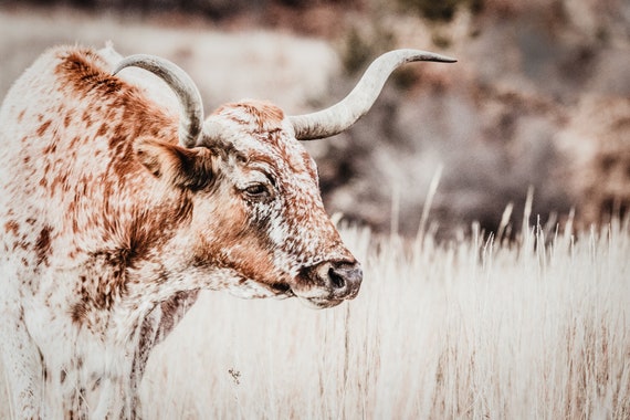 Longhorn Canvas Or Photo Print Western Home Decor Cow Wall Etsy