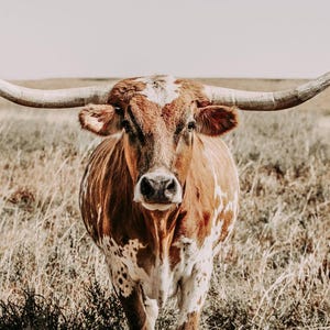 Texas Longhorn Canvas Print, Neutral Western Cow Wall Art, Rustic Farmhouse Decor image 9