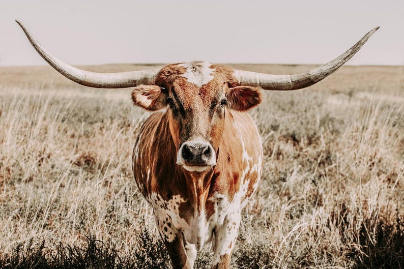 Texas Longhorn Canvas Print, Neutral Western Cow Wall Art, Rustic Farmhouse Decor image 9