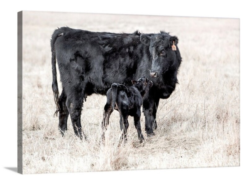 Black Angus Cow Canvas Wall Art Western Decor Angus Canvas Etsy