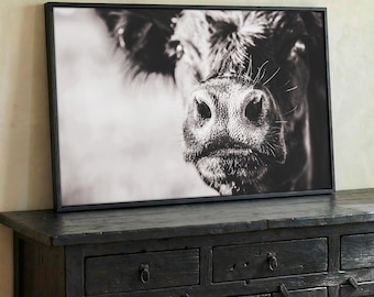Black and White Angus Cow Canvas Wall Art -  Large Cattle Print -  Western Cattle Photography - Funny Cow Print Wall Art - Black Angus Photo