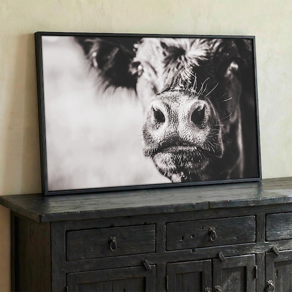 Black and White Angus Cow Canvas Wall Art -  Large Cattle Print -  Western Cattle Photography - Funny Cow Print Wall Art - Black Angus Photo