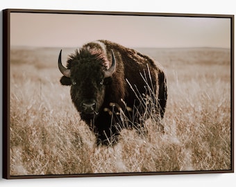 Buffalo wall art, American bison canvas, photo print or metal print. Western decor wall art, old west style for living room, cabin, office