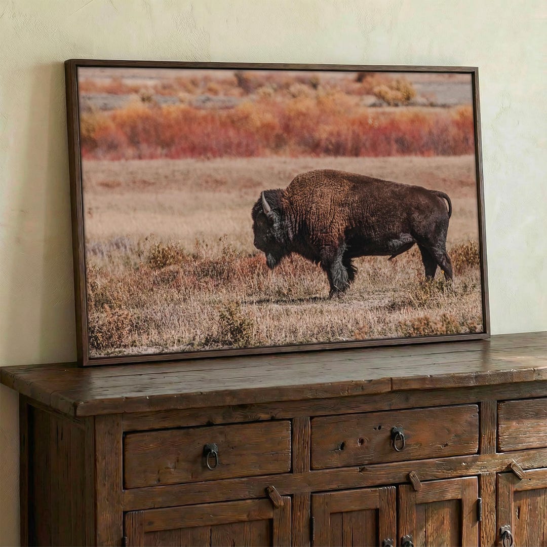 Buffalo Canvas Print - Bison Photo Print - Wildlife Wall Art ...