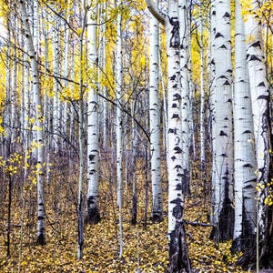Photo of yellow aspen leaves in Colorado