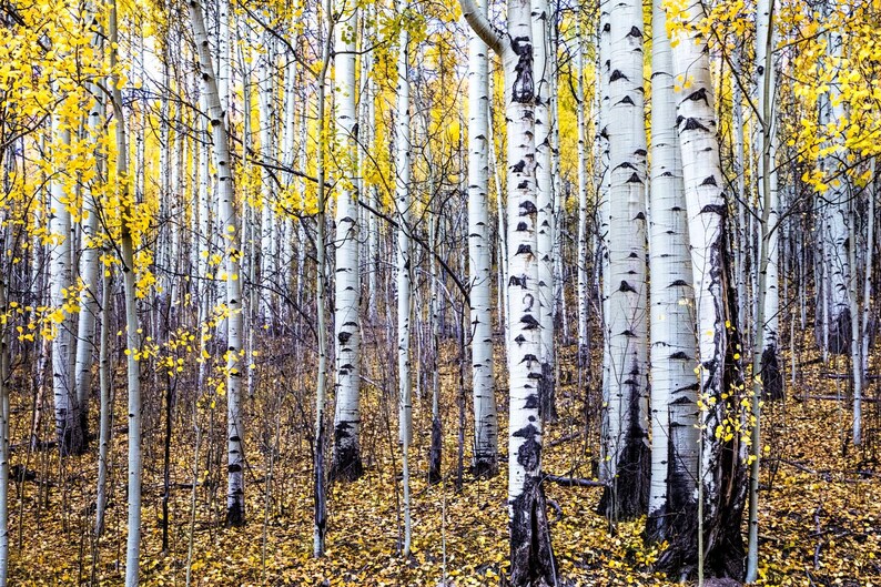 Photo of yellow aspen leaves in Colorado