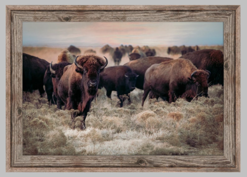 Bison wall art canvas print western home decor canvas or Etsy