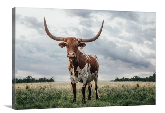 Longhorn Canvas Art Longhorn Photo Print Texas Longhorn Wall Etsy
