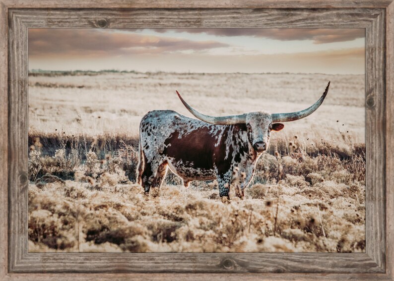 Longhorn art longhorn canvas Texas longhorn print longhorn Etsy