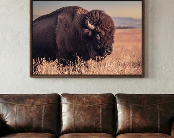 May include: A framed wall art print featuring a side profile of a dark brown American bison standing in a dry, golden-hued grassy field. The animal has thick, shaggy fur, a prominent hump, and curved horns, captured under soft, warm natural light.