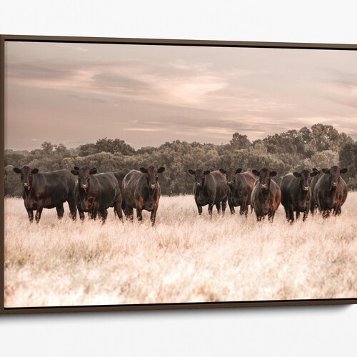 Black Angus Art Western Wall Decor Canvas or Framed Cow Art. Etsy