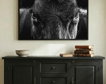 Angus Cattle Canvas Print - Black Cow Canvas Wall Art - Black and White Western Office Decor - Unique Western Art - Cowboy Picture Artwork