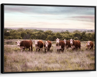 Ranch house decor Hereford cow canvas, cattle photo print, western decor framed cow art, Hereford cow photo, cattle photography, cow decor
