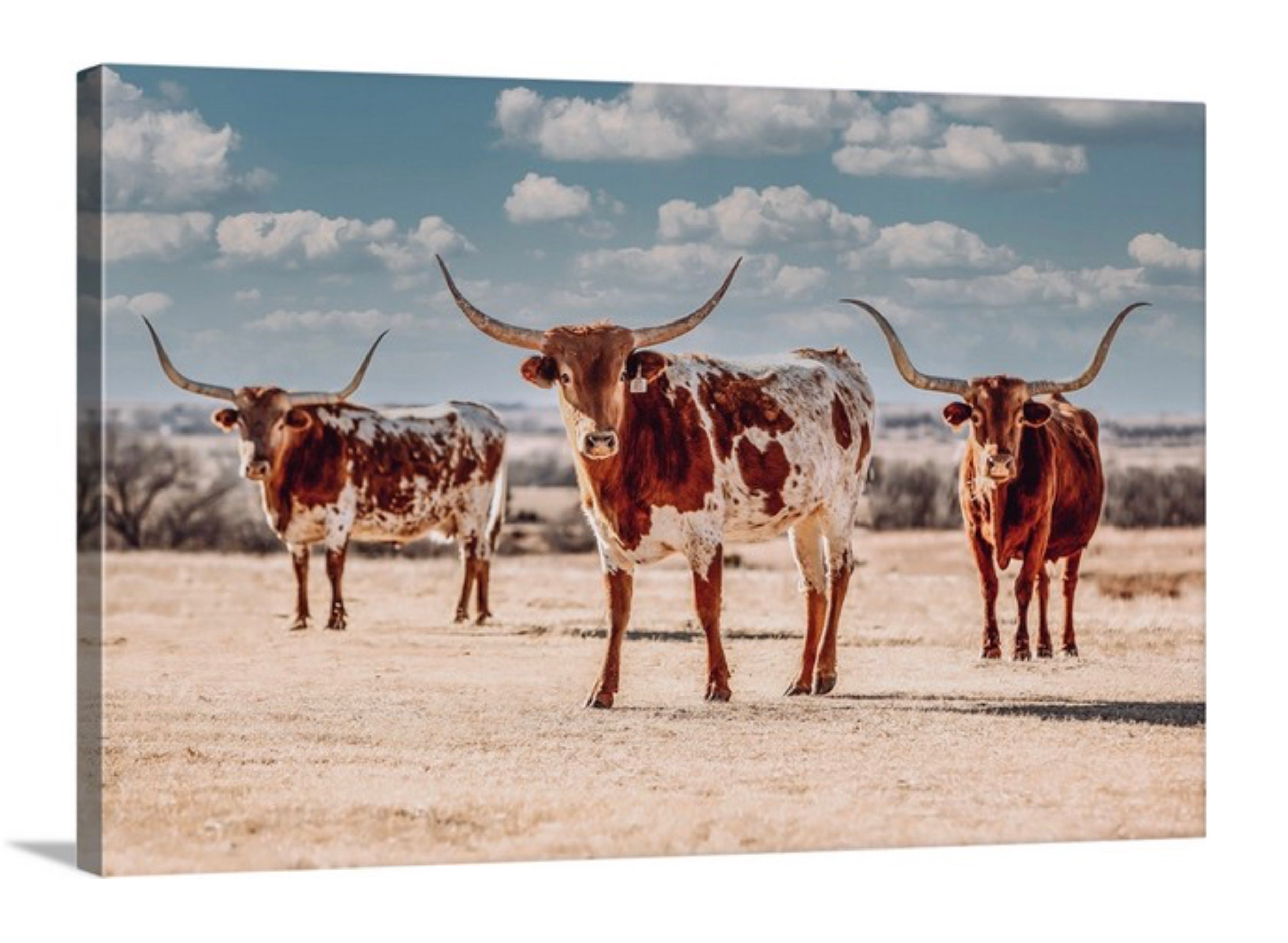 Texas wall art western decor Texas longhorn cattle print or Etsy