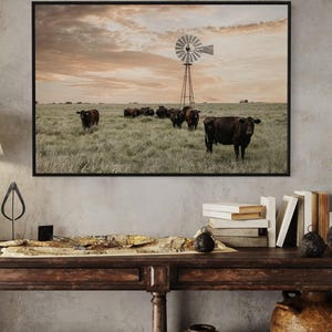 Black Angus Cattle Wall Art - Cow Canvas Print - Western Decor Office Wall Art - Angus Cow Photo Print - Old Windmill Photography Picture