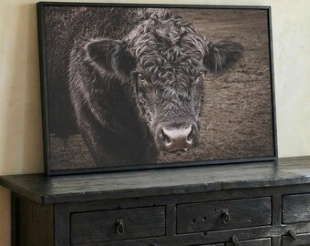 Angus Bull Print - Black Angus Bull Canvas Gallery Wrap Wall Art - Modern Farmhouse Decoration - Western Nursery Decor