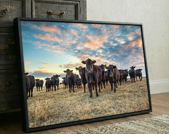 Angus Cow Canvas Gallery Wrap - Western Home Accessories - Cattle Ranch Photography - Cow Wall Art Gift for Rancher - Large Cow Picture