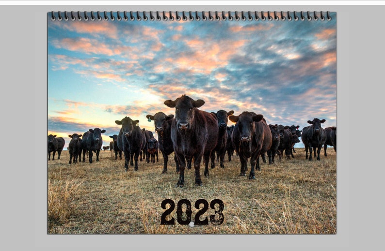2023 Calendar Black Angus Cow Calendar or Desktop Monthly Etsy UK