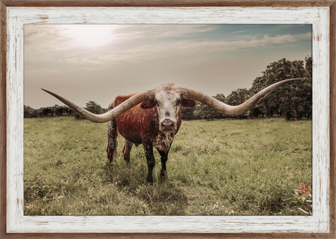 Longhorn art Texas longhorn canvas for western decor wall Etsy