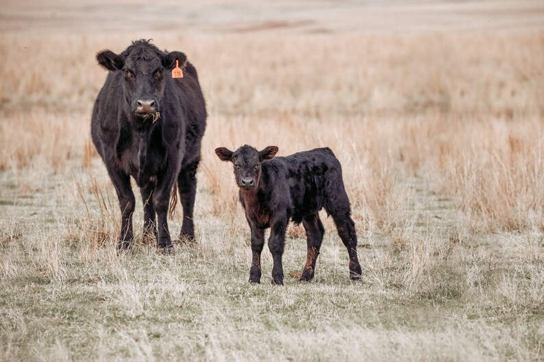 Black Angus cow wall decor canvas print or photo print. | Etsy