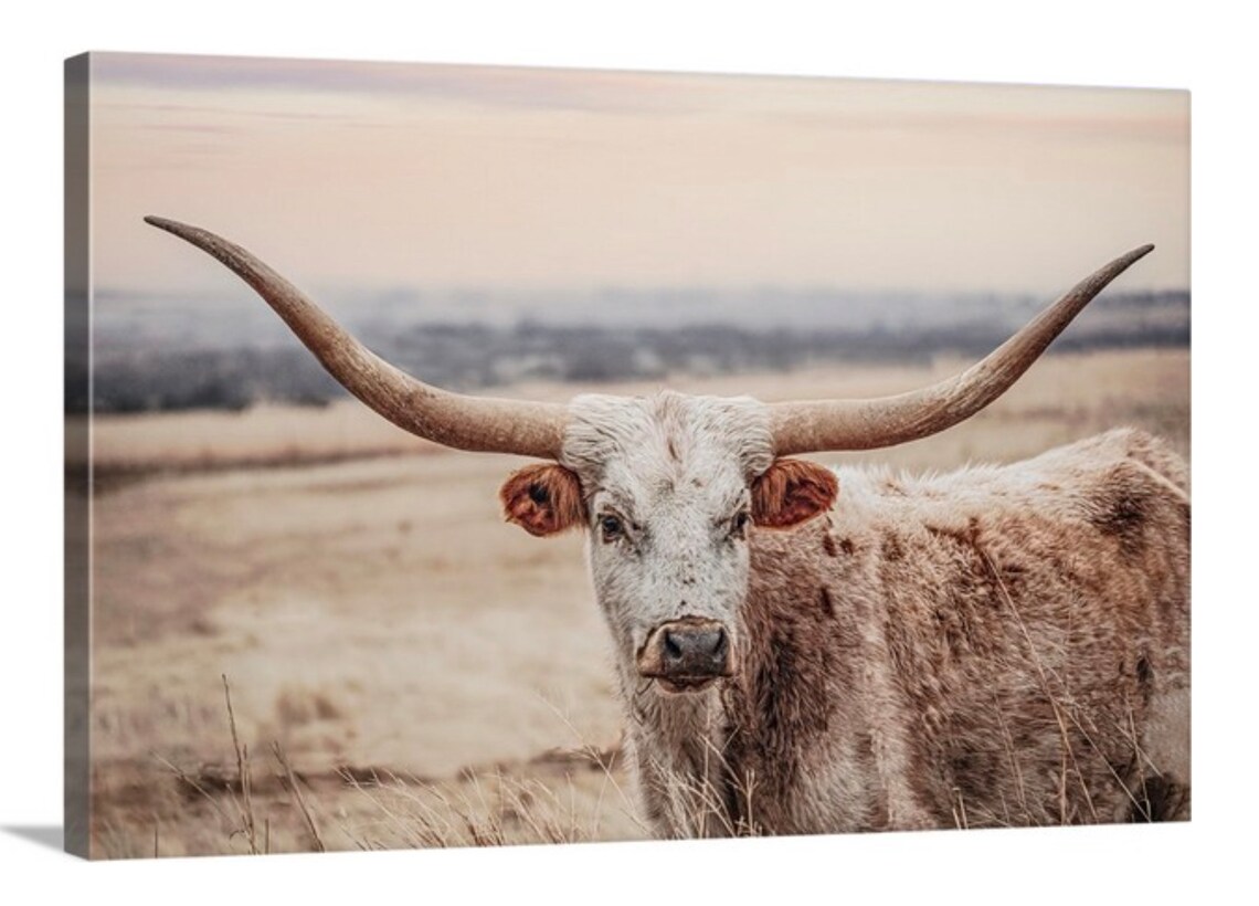 Longhorn canvas print Texas longhorn photo print in neutral Etsy