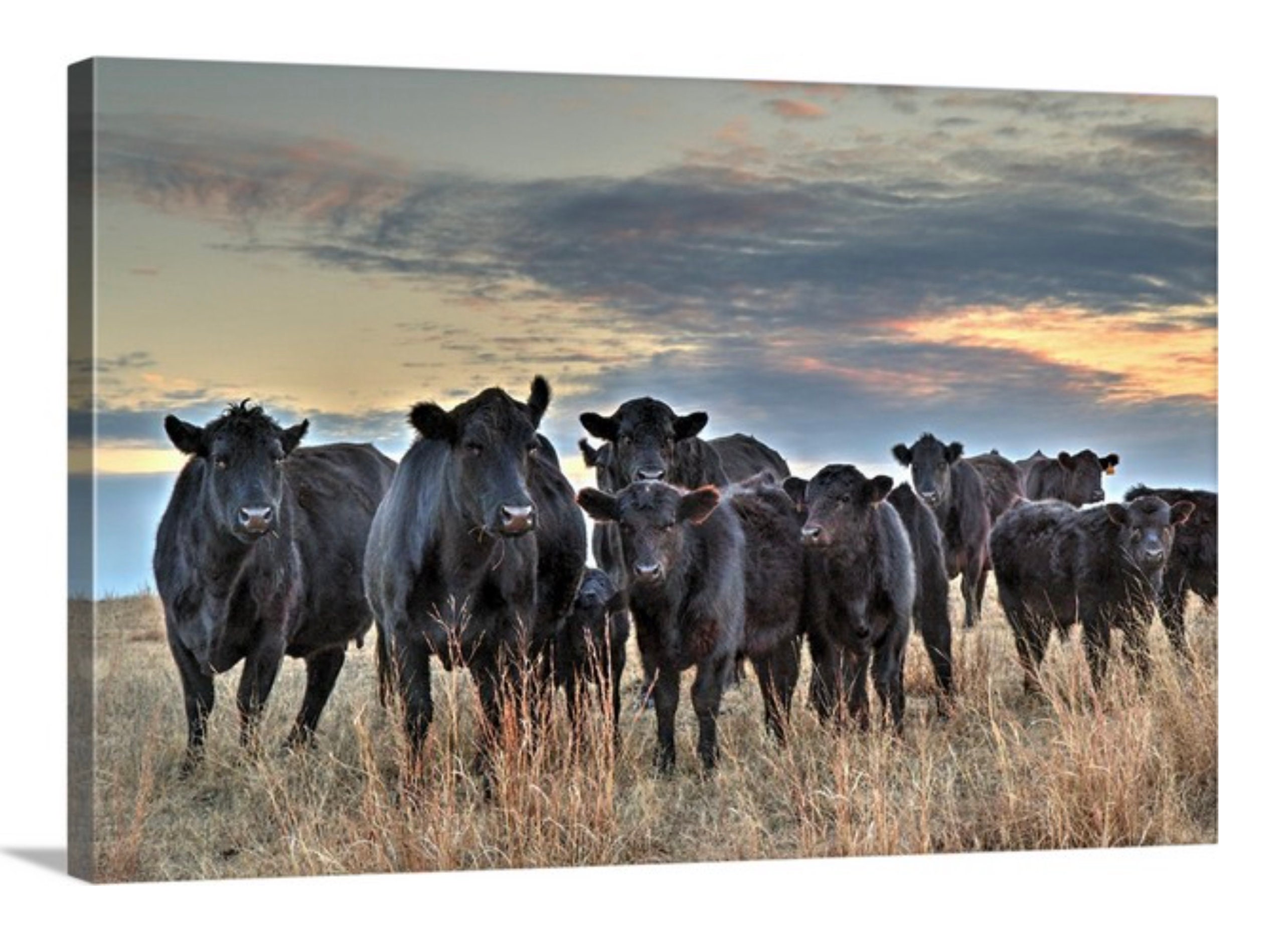 крупное рогатое стадо